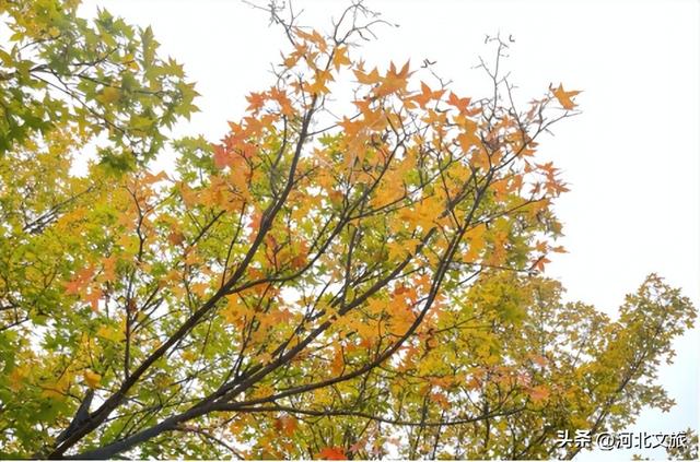 别错过！石家庄市城区赏秋最全指南，来啦→