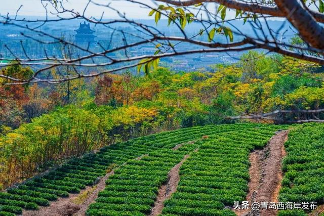 走不出这画了,我已被西海岸的秋景迷倒 🥹