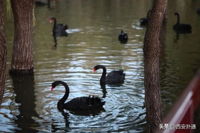 西安出发当日往返，天鹅湖游玩全攻略！