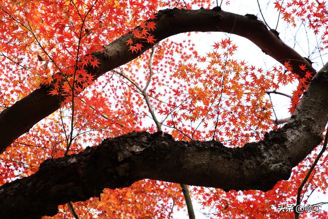 层林尽染，上海红叶特色公园闵行红园枫叶色彩斑斓进入最佳观赏季