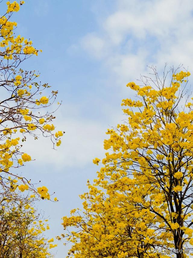请收下这份3月广州最美打卡地，附花期、交通、拍照贴士