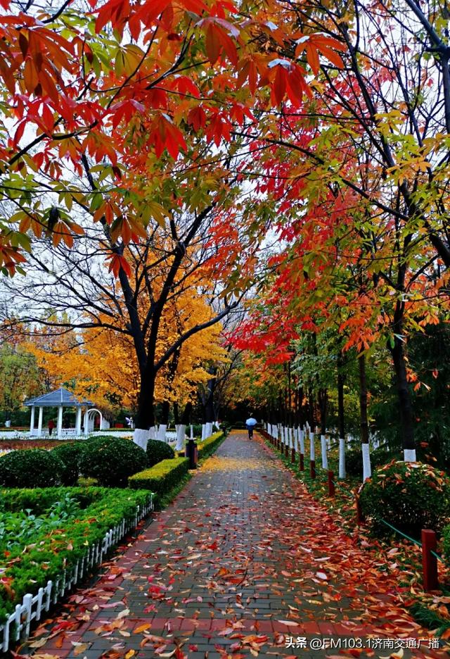 公园景区秋色图鉴,这几处必打卡