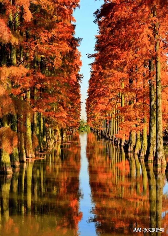 红枫公路、孤独的树......新洲这波秋日「隐藏款」，你知道几个？