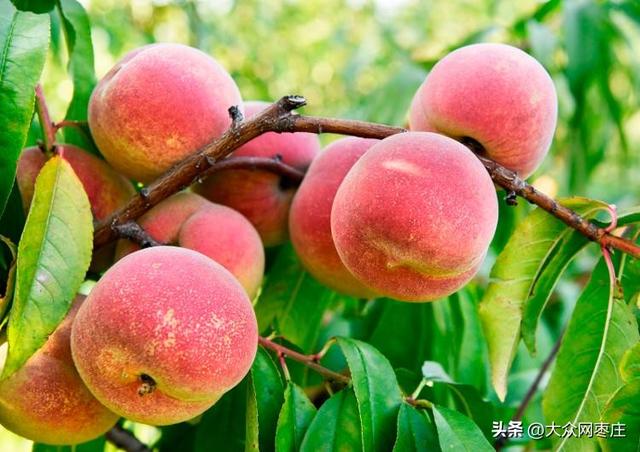 四季流转 多彩枣庄 | 红桃满枝红桃满枝