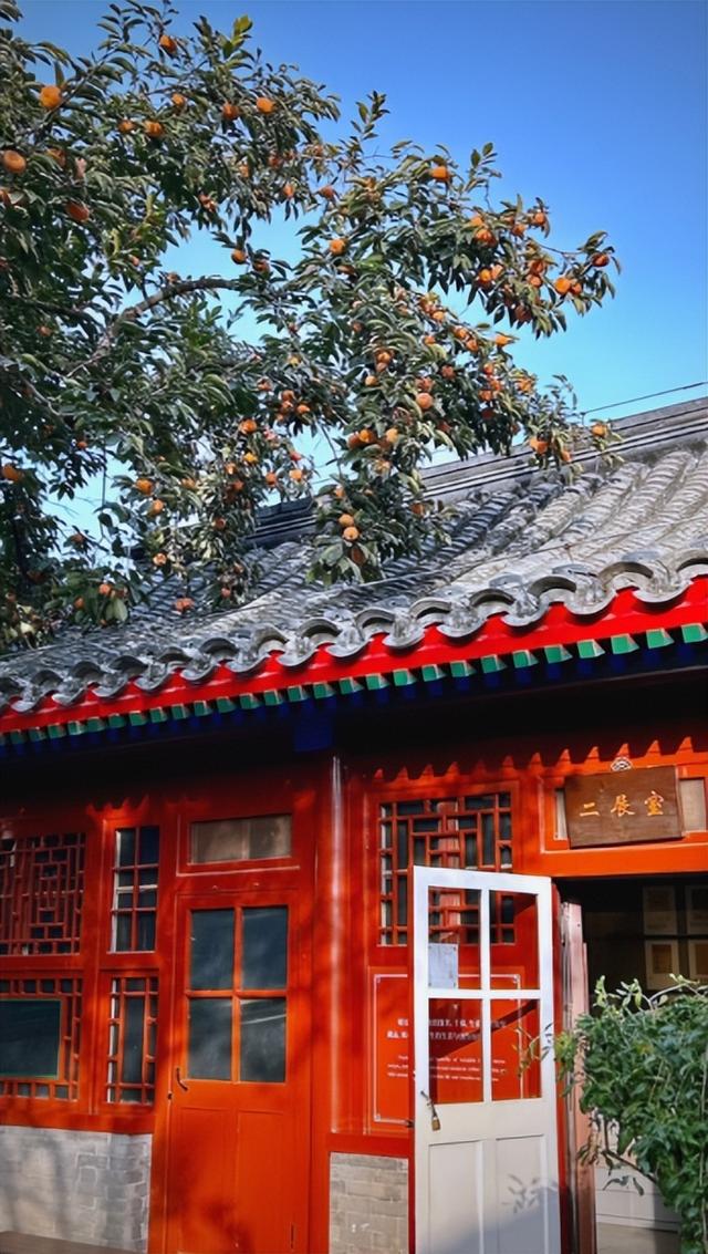 每日400名额秒光，老舍纪念馆“丹柿小院”迎最佳观赏期