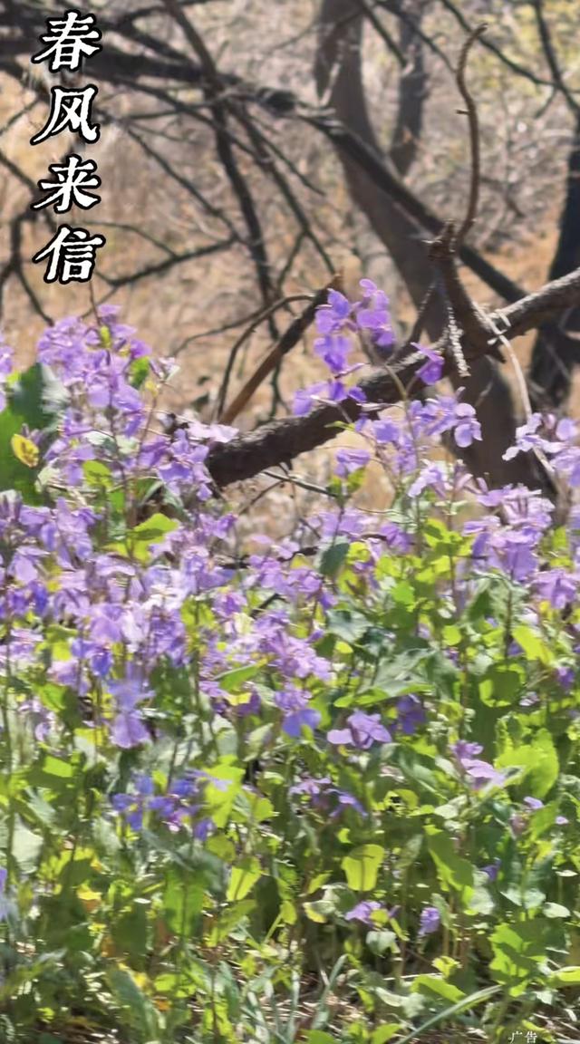 炸裂！长治屯留老爷山桃花海霸屏，春日限定浪漫谁懂啊！