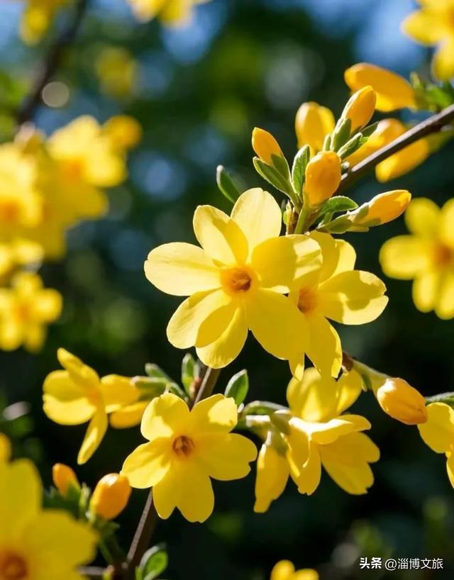 淄博春游首选！免票+赏花，这些打卡地承包你的春日浪漫→