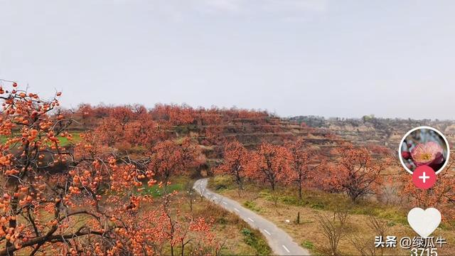 陕西彬州柿子火出圈，千万级流量，引来全国游客打卡