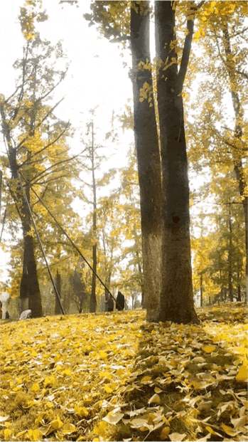 东坡银杏已“上分” ！快来拍