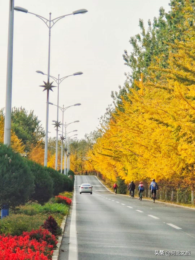 收藏！秦皇岛“银杏观赏地图”出炉，这八处胜地解锁璀璨深秋~
