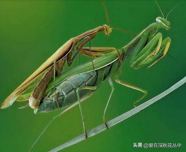 交配后：雌性螳螂会吃掉对方，主要不是为了繁衍后代