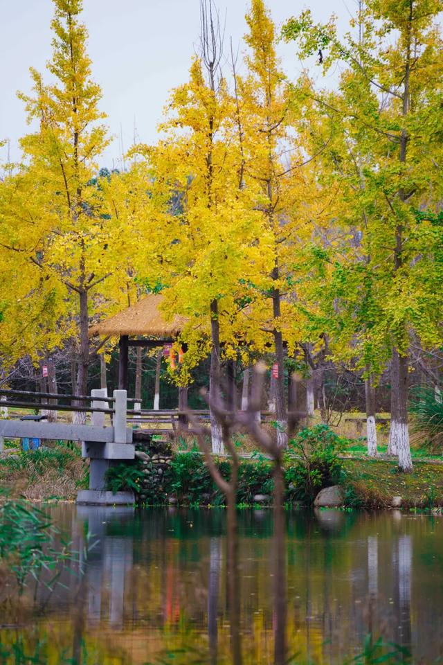 邂逅金黄,郫都初冬的银杏图鉴