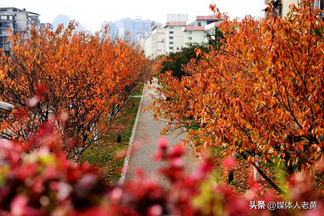 六盘水水城河道两畔初冬樱花红叶层峦叠嶂点亮城市之约