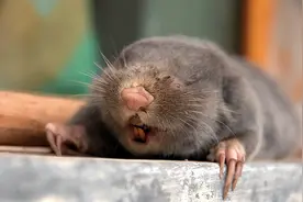 曾是祸害农田的“害兽”，农民对它恨之入骨，如今骨头卖300一斤图片