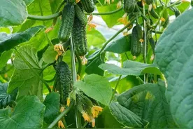 黄瓜一叶结一瓜，多开雌花是关键，分享几个技巧，一茬一茬摘不完图片