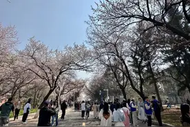 吉大杏花节来啦！免费预约，时间就在本周日（附预约入口）图片