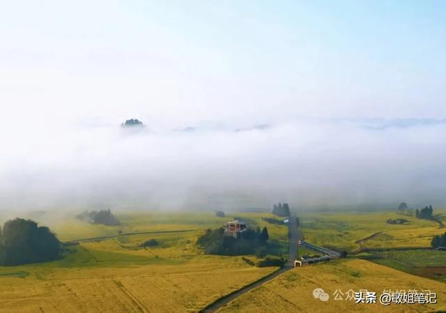 【滇东南游记·二】罗平:在金色花海里追一场春天的光影