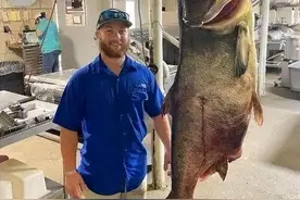 100多斤巨型鲢鳙被捕，肚子里鱼卵洗脸盆放不下，为啥不放了？图片