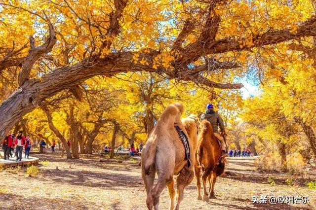 秋季的新疆，一草一木皆风景！