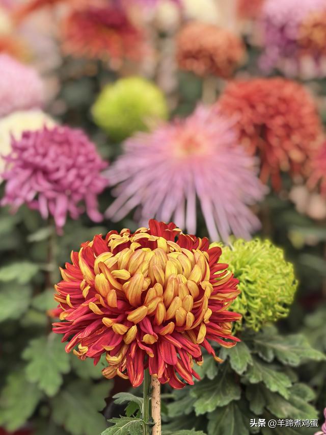 秋风独宠一园菊，晚来香艳出樊篱——北京北海公园2025年菊花展