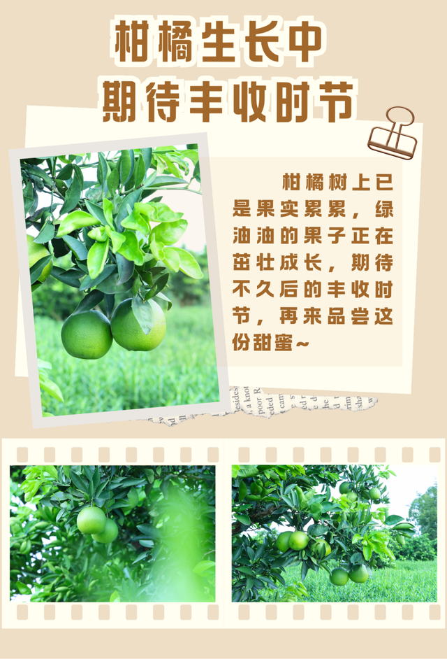好多人啊！初秋金堂这个“橘”你去了吗