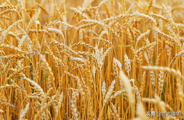 特朗普下令	，要把中企一锅端，美禁令生效前，中国取消10万吨订单