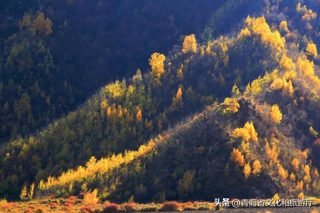 西宁，把秋天藏进了这些地方...