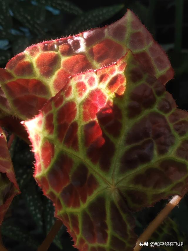 厦门植物园：邂逅自然的绮梦