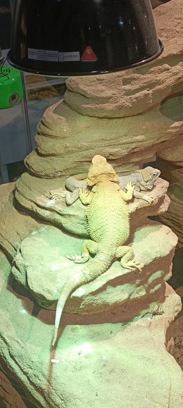 西安长安云昆虫展你来了吗
