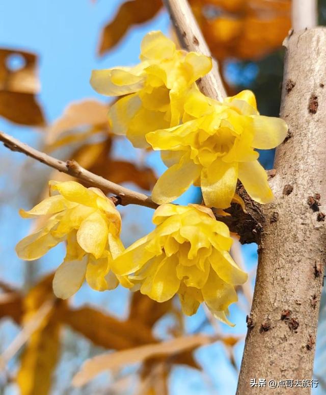 成都超大规模腊梅花，30000余株，不要门票，百年老桩更是惊艳！