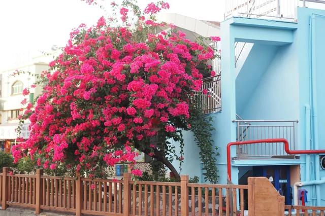 龙岗秋冬浪漫打卡指南来了！瀑布花海、空中花路…这份粉色攻略快收好！