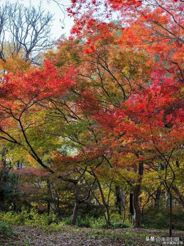 人在南京，红叶正盛，等你来～