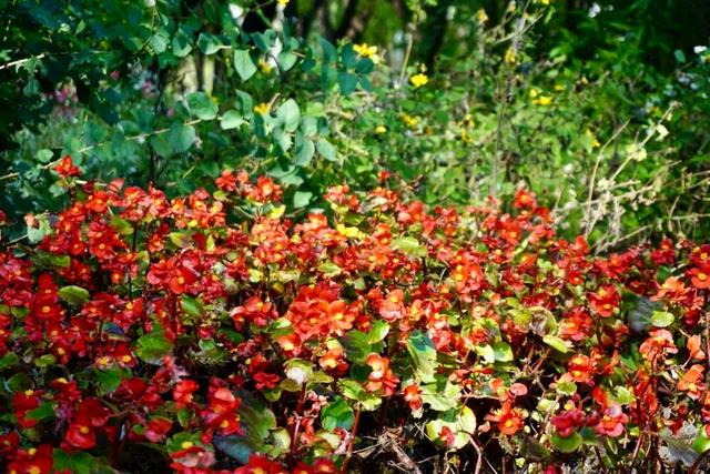 实拍！海淀“莫奈花园”已开启五彩斑斓“童话模式”