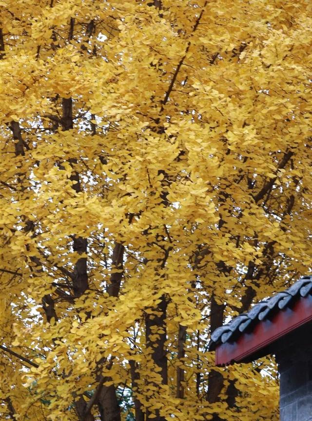 不用急，不用赶，来纯阳观拾起冬日慢时光