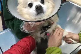 狗狗子宫蓄脓初期看这里！不要轻易做手术！图片