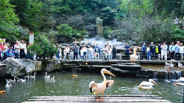 @全国中小学生：这个秋假，免门票畅玩碧峰峡！来与动物交朋友，打卡领熊猫奖牌啦！