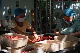 重走丝路看新疆 | 新疆阿克苏：特色“小林果”链出富民大产业图片