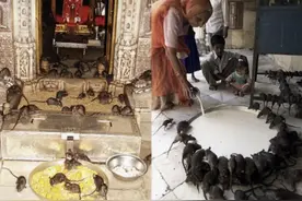 老鼠王国：印度专门拜老鼠的寺庙，500户家庭，照顾25万只老鼠图片