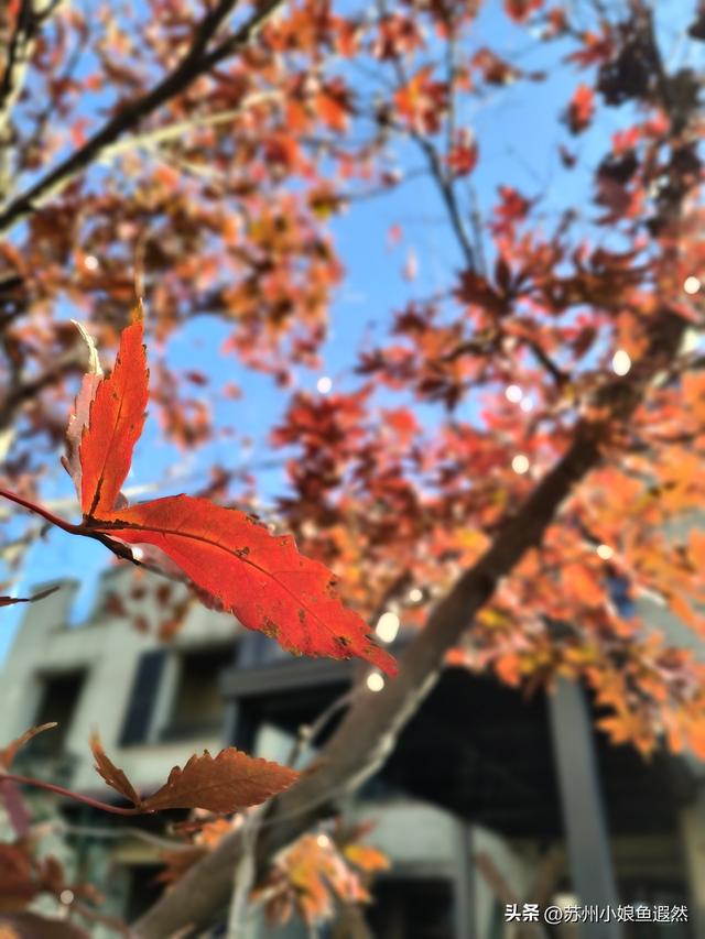 苏州天平山红叶爆火？我躲进姐姐家的“中国红枫秘境”偷个闲