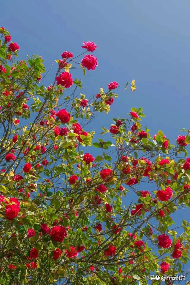 旅居祥云丨春来赏花 水目山“云南茶花王”如约绽放