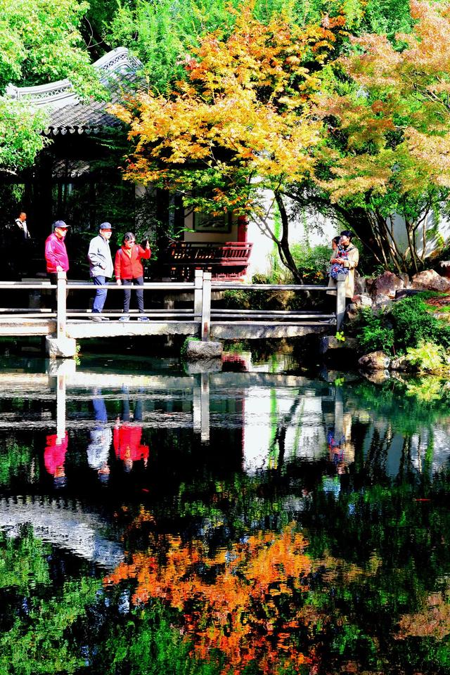 惠山古镇丨姹紫嫣红菊又来