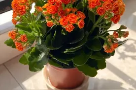 养长寿花，有3个关键点，做好之后，开花繁茂花量更多美得很图片