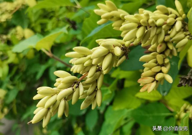 兰州植物园秋日赏景