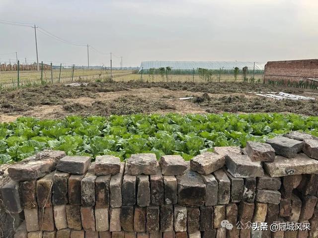 冠县乡韵·桑阿镇轧庄