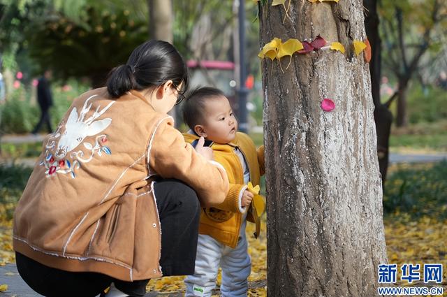 新华网 | 河南南阳：银杏美景吸引市民