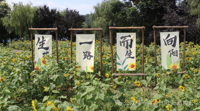 【爽游白云】蓬莱仙界·蘑力小镇荷塘月色盛夏邀约：采摘“红宝石” 徜徉金色花海