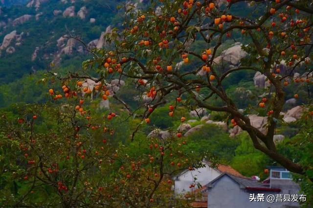 日照这些古村落，你都去过吗？