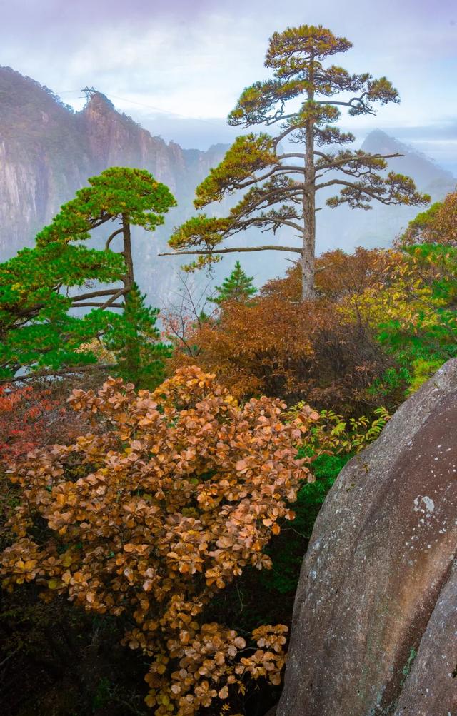 黄山秋色与云海同框的浪漫时刻 | 皖美冬日 | 第十五届安徽国际文化旅游节