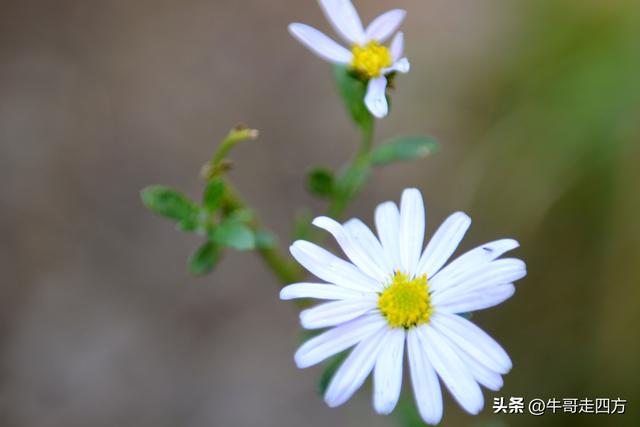延庆应梦寺（五）：山巅极目收千嶂，林海听风涤尘心