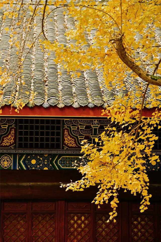 【美丽四川】一年一度朋友圈银杏比美时刻又来了！